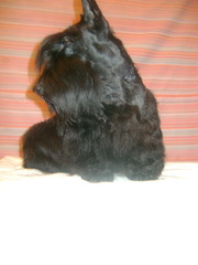 кобель скотч-терьера Чемпион предлагается для ВЯЗКИ