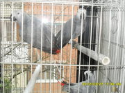 продаю молодых, алохвостых Жако