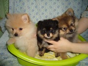 Щенята шпицы рыжие, кремовые, черно-подпалые
