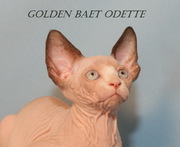Котята породы канадский сфинкс из питомника Golden Baet