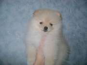 девочка померанского шпица нежно кремового окраса