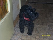 ЦВЕРГШНАУЦЕРА ЩЕНКИ ЧЕРНОГО ОКРАСА