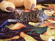 Бенгальска кошка