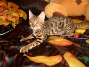 Бенгальская кошка
