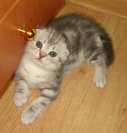 Продаю красивых британских котят