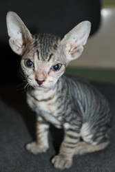 Продам котят донского сфинкса.