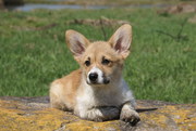 вельш корги пемброк щенки