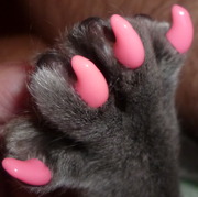 Антицарапки