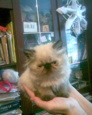 Персы чистокровные окраса колор-пойн сил-пойнт