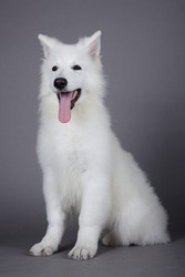 Продаются щенки Белой швейцарской овчарки.