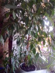 Продам Фикус Бенджамина