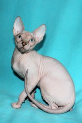Канадский сфинкс. Лысые котики