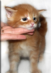 котята породы Мейн Кун