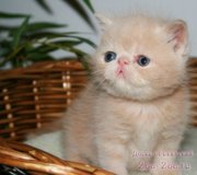 Шикарные котята - экзоты ! Экстремалы ! Рыжие, черные, серебр. мрамор