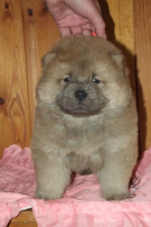 Срочно продаю щенков Чау Чау