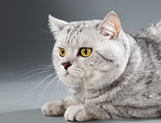 Шотландский кот