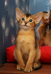 Абиссинский мальчик Амурчик готов согревать ваш дом теплом и улыбками