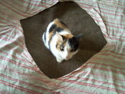 Кошку отдам