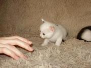 Отдам котят в хорошие руки_Хабаровск