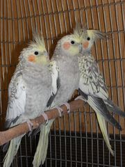 попугаи корелла