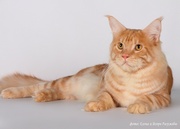 Мэйн-Кун котята продажа