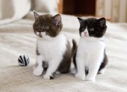 продаются британские котята из питомника
