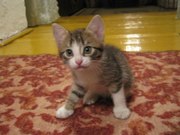 Котенок в добрые руки