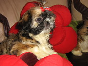 ШИ-ТЦУ МИНИ ЩЕНОЧКИ МИНИ РОДИТЕЛЕЙ ТОЛЬКО У НАС, ПРИНОСИТ УДАЧУ В ДОМ