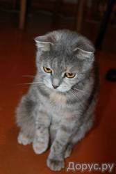 Отдам в хорошие руки красивую кошечку