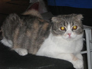 Шотландская вислоухая кошка