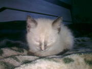 ищу симского котика моей сиамской кошечке на вязку