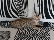 Бенгальские котята 3 месяца