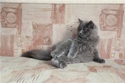 Британский котик, голубого окраса (Красноярск)