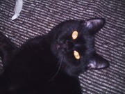 Отдам в добрые руки красивого и умного котика