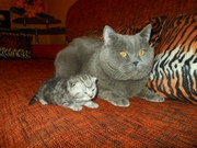 Британский кот вязка