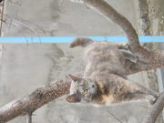 Отдам котят(7 мес.) в хорошие руки