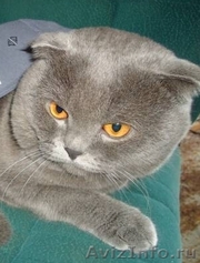 Котик ищет девочку для вязки