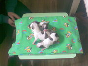 продам щенков Чихуа-хуа