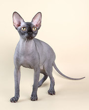 Котенок породы канадский сфинкс с родословной