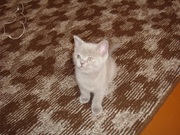 Продам британского лилового котика.