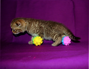 Шотландские вислоухие котята