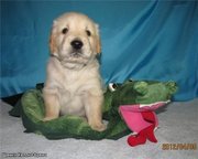 Щенки голден-ретривера от красивых родителей. Екатеринбург. Доставка