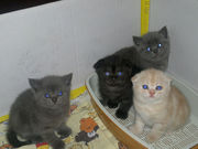 Продаю котят