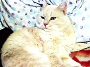 Чудесные крохи-котики(скоттиш-страйт+сибирячка)