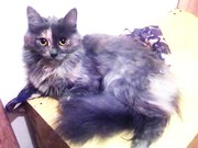 Чудесные крохи-котики(скоттиш-страйт сибирячка)