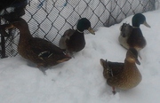 Утки подсадные