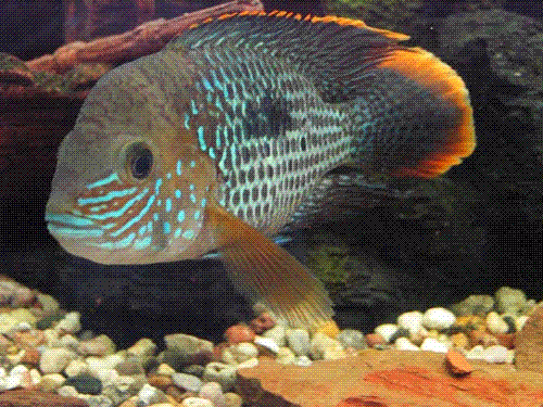 бирюзовая акара мальки