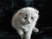 ПРОДАМ БРИТАНСКИХ КОТЯТ В ТОМСКЕ ЦЕНЫ ПО ТЕЛЕФОНУ 8960-978-49-32