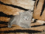 Британские короткошерстные девочки и мальчики