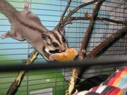 Сахарный поссум(белка -летяга)